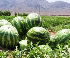 Cultivation of Watermelon Plants