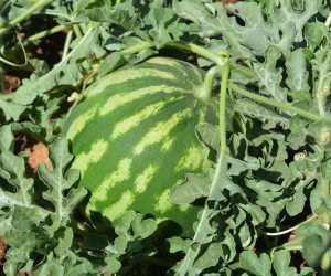 Cultivation of Watermelon Plants