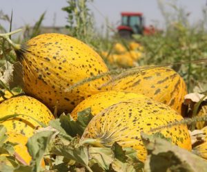 Cultivation of Watermelon Plants