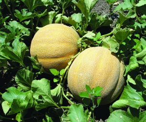 Cultivation of Watermelon Plants