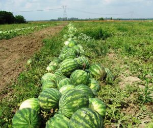 Cultivation of Watermelon Plants