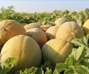 Cultivation of Watermelon Plants