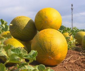 Cultivation of Watermelon Plants