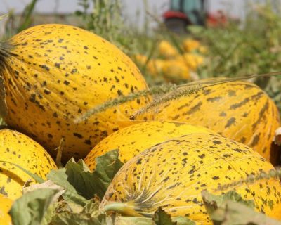 Cultivation of Watermelon Plants