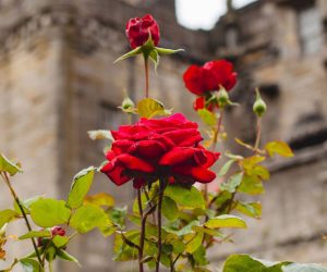 Rose Seeds