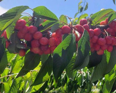 Cultivation of Fruits